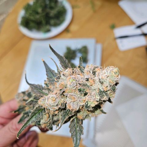 Lemon🍋 Cherry🍒 Gelato🍨 #1 growlog photo: Day 72 761g wet 4 trays