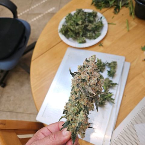 Lemon🍋 Cherry🍒 Gelato🍨 #1 growlog photo: Day 72 761g wet 4 trays
