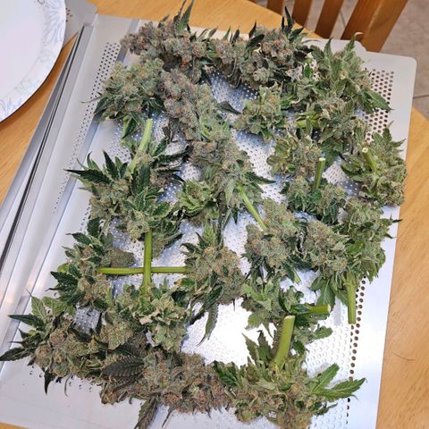 Lemon🍋 Cherry🍒 Gelato🍨 #1 growlog photo: Day 72 761g wet 4 trays