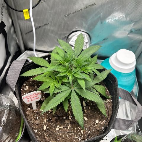 Lemore’ growlog timeline photo