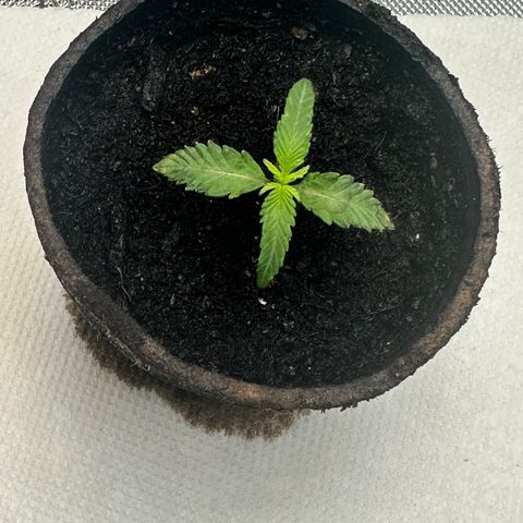 Lemore’ growlog timeline photo