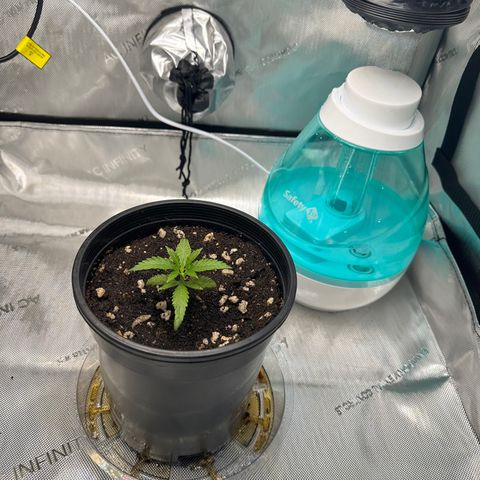 Lemore’ growlog timeline photo