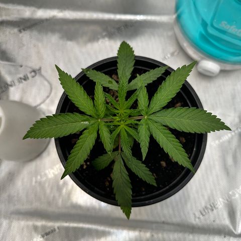 Lemore’ growlog timeline photo