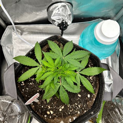 Lemore’ growlog timeline photo