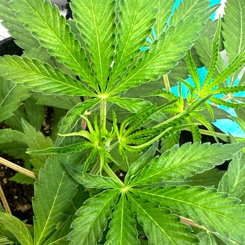 Lemore’ growlog timeline photo
