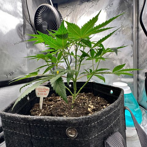 Lemore’ growlog timeline photo
