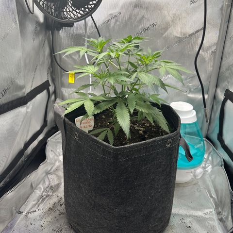 Lemore’ growlog timeline photo