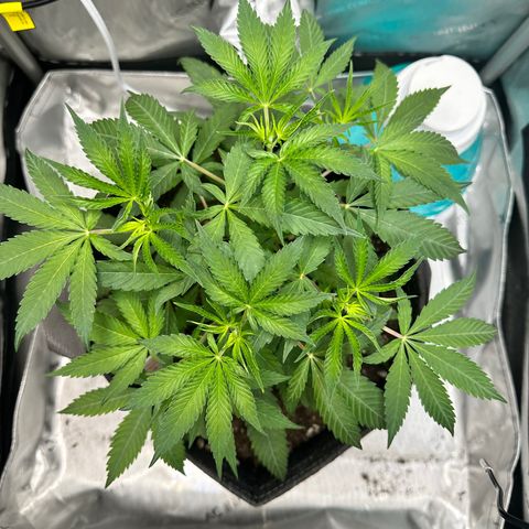 Lemore’ growlog timeline photo