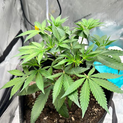 Lemore’ growlog timeline photo
