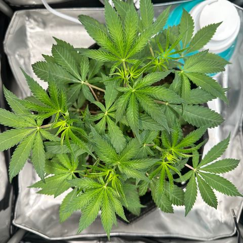 Lemore’ growlog timeline photo