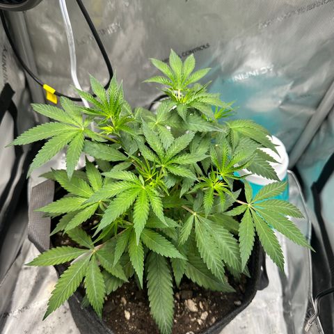 Lemore’ growlog timeline photo