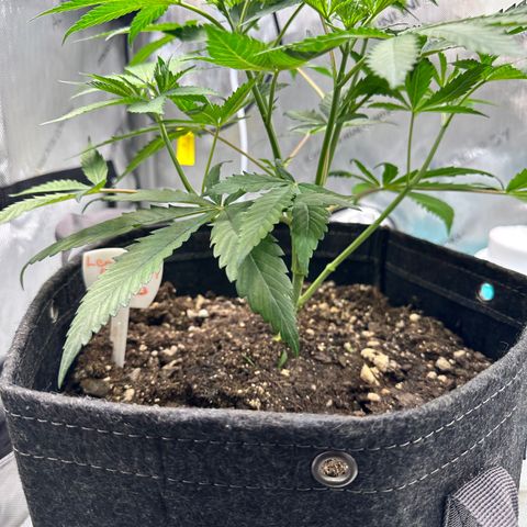 Lemore’ growlog timeline photo