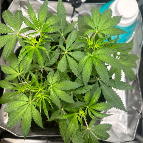 Lemore’ growlog timeline photo