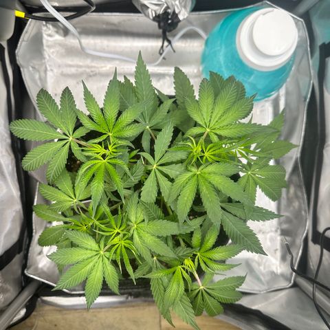 Lemore’ growlog timeline photo