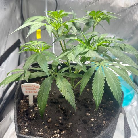 Lemore’ growlog timeline photo