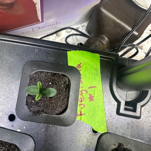 Fuegisima #1 growlog timeline photo