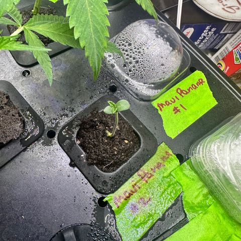 Maui Panama #2 growlog timeline photo