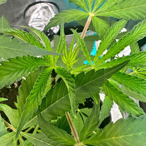Lemore’ growlog timeline photo