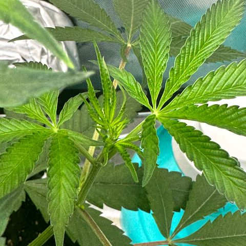 Lemore’ growlog timeline photo