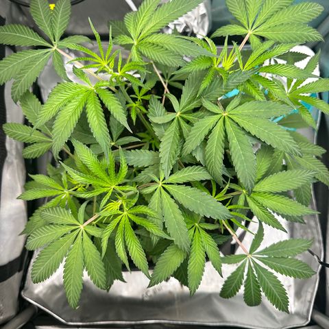 Lemore’ growlog timeline photo