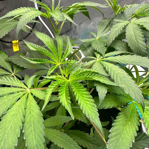 Lemore’ growlog timeline photo