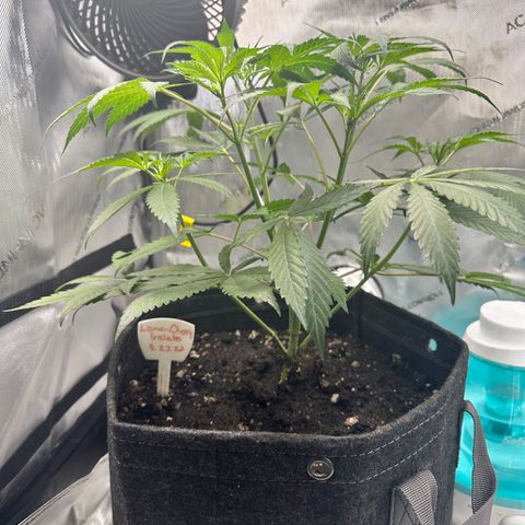 Lemore’ growlog timeline photo