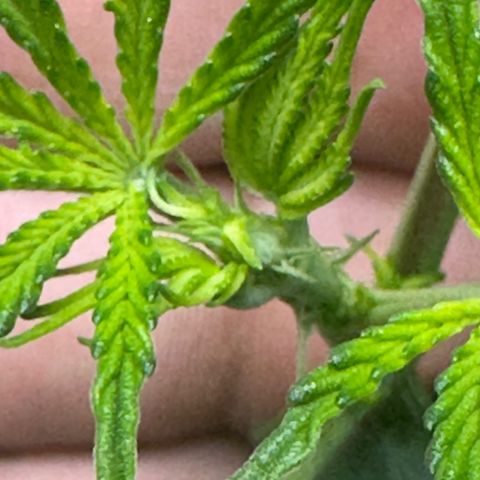 Lemore’ growlog timeline photo