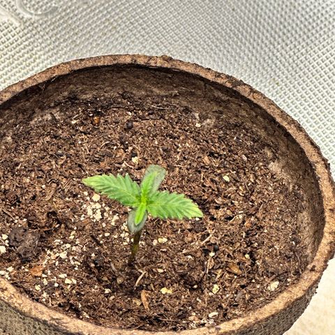Lemore’ growlog timeline photo