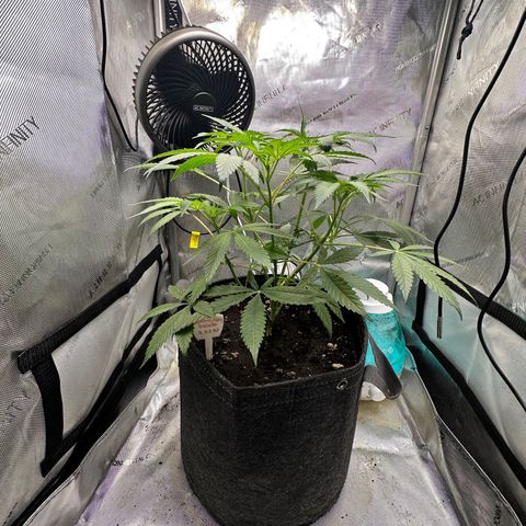 Lemore’ growlog timeline photo