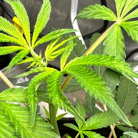Lemore’ growlog timeline photo
