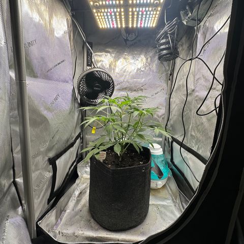 Lemore’ growlog timeline photo