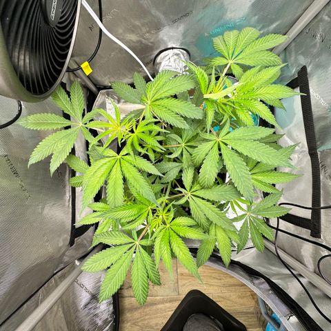 Lemore’ growlog timeline photo