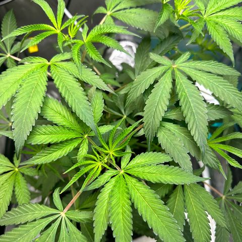 Lemore’ growlog timeline photo