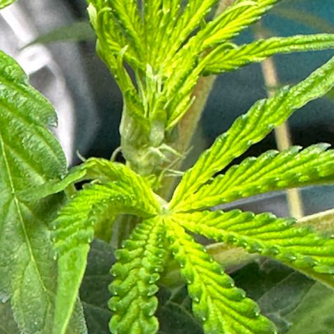 Lemore’ growlog timeline photo
