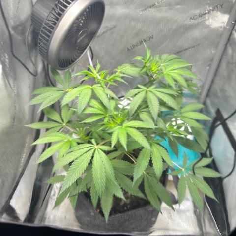 Lemore’ growlog timeline photo