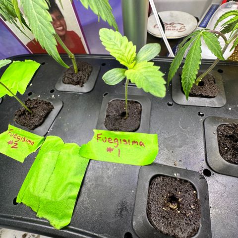 Fuegisima #1 growlog timeline photo