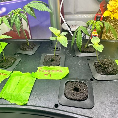 Fuegisima #1 growlog timeline photo