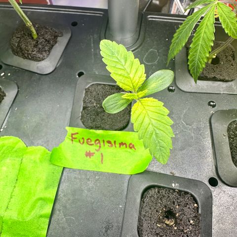 Fuegisima #1 growlog timeline photo