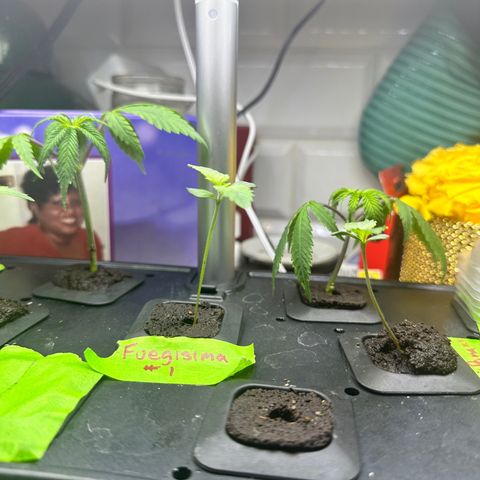 Fuegisima #1 growlog timeline photo