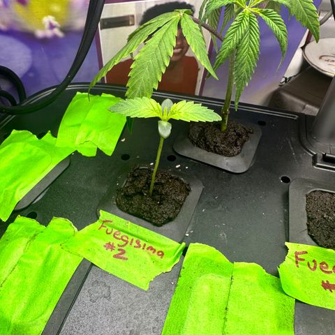 Fuegisima #2 growlog timeline photo