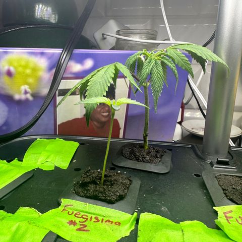 Fuegisima #2 growlog timeline photo