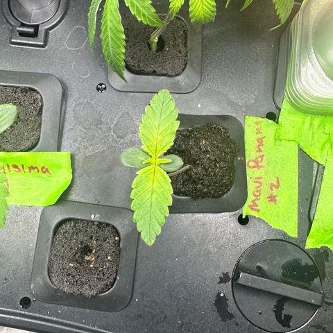 Maui Panama #2 growlog timeline photo