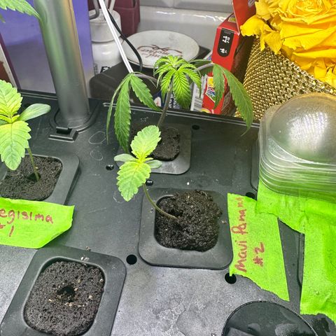 Maui Panama #2 growlog timeline photo