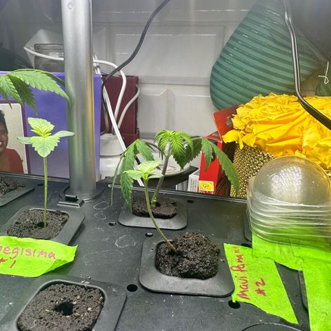 Maui Panama #2 growlog timeline photo