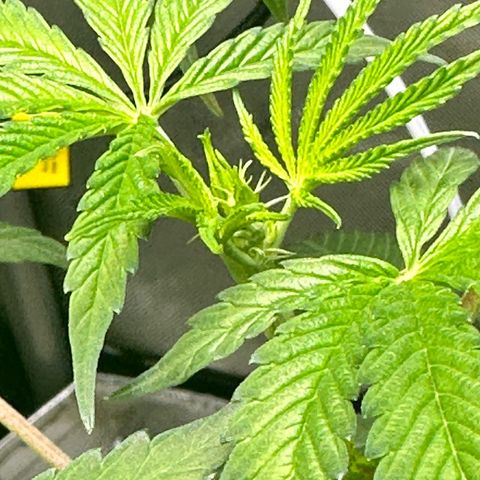 Lemore’ growlog timeline photo