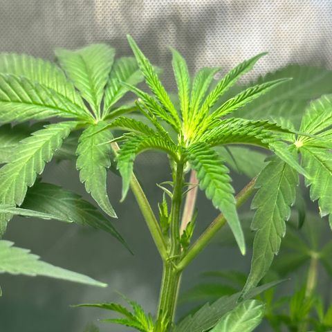 Lemore’ growlog timeline photo