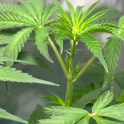 Lemore’ growlog timeline photo