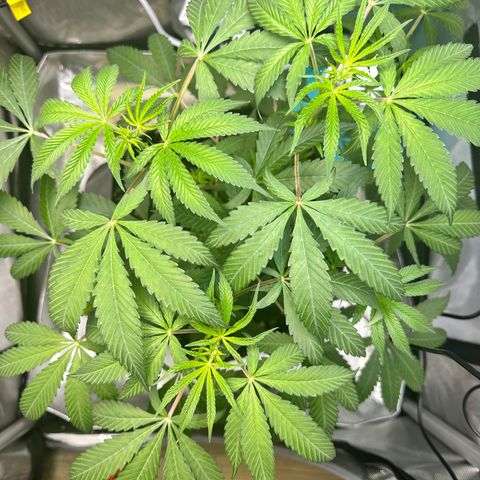 Lemore’ growlog timeline photo