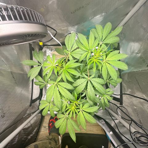 Lemore’ growlog timeline photo