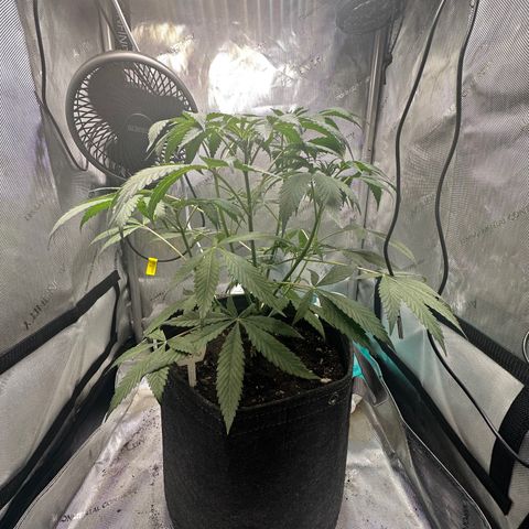 Lemore’ growlog timeline photo